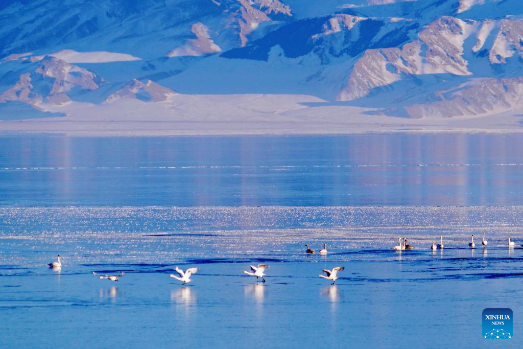 top 8 screen protector brands in India
