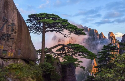 The Guest-Greeting Pine in Mount Huangshan. [Photo/Mount Huangshan Scenic Area]